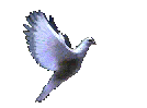 oiseau volant